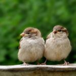 even-the-sparrows-psalm-84