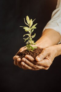 Hands cup a small plant in dirt | the reverb collective